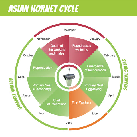 Asian Hornet Trap, Vespa Catch Select - With or Without 5 Attractant Lures