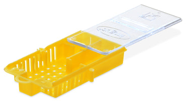 Yellow Queen Introduction Cage