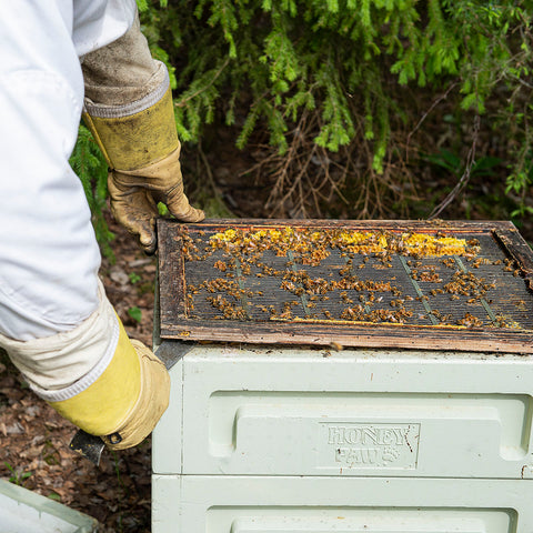 Honey Paw Langstroth Standard Hive Roof