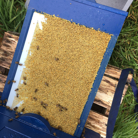 Honey Paw Langstroth Hive Pollen Trap